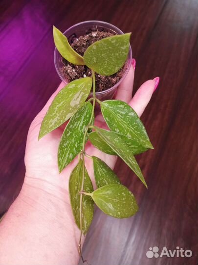 Хойя триколор,кримсон квин