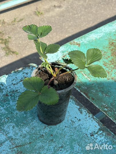 Рассада клубники