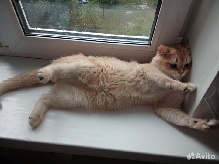 Шотландский кот вязка