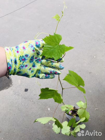 Саженцы зеленого винограда