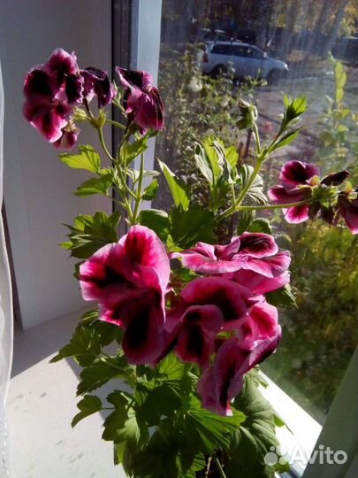 Пеларгония герань