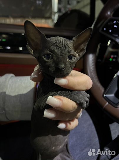 Канадский сфинкс