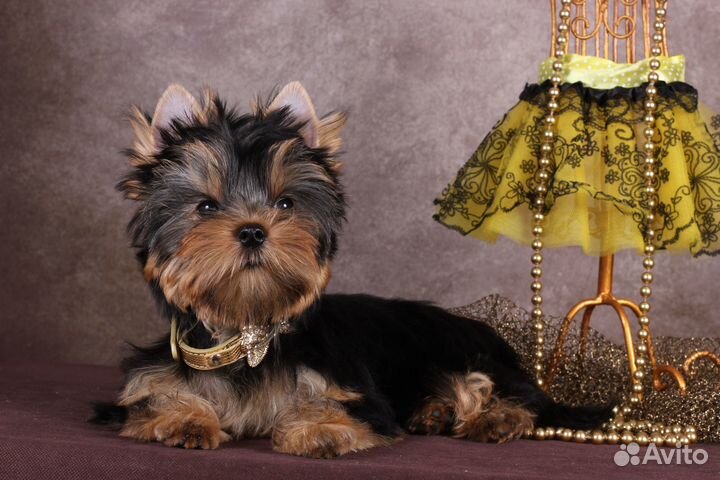 Йорка стандартная красотка Аннабель РКФ