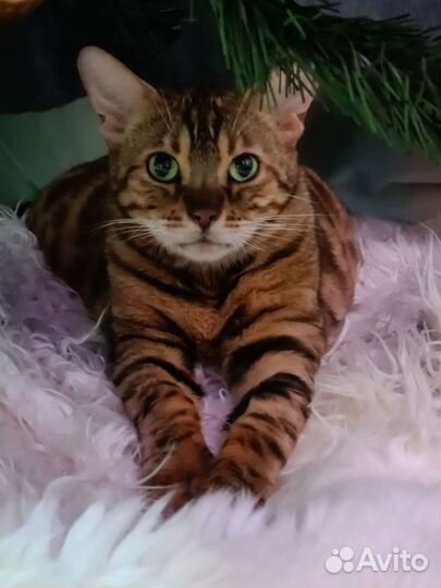 Бенгальская кошка