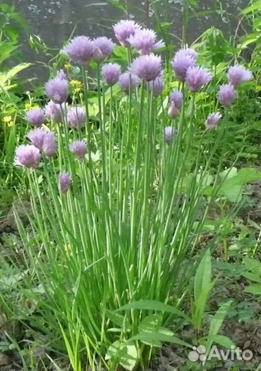 Деленки мяты ментоловой, мелиссы лимонной, шнитт л