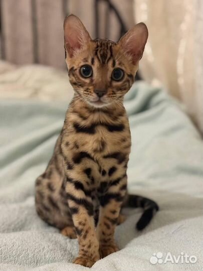 Бенгальский кот