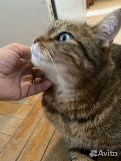 Кошка Эля Ищет дом