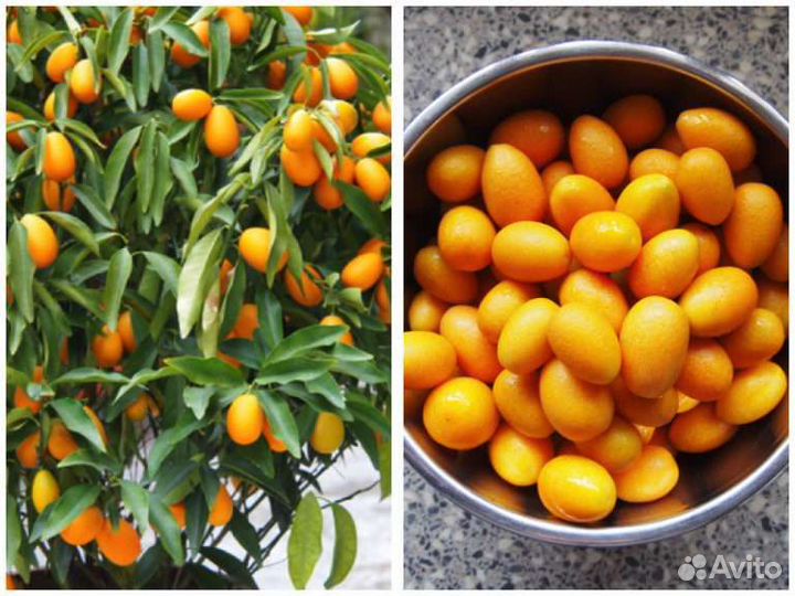 Саженцы кумкват