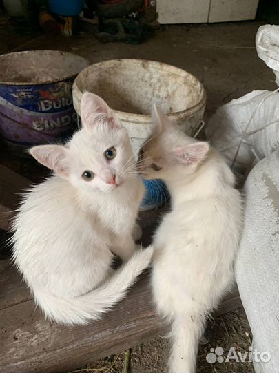 Котята белые