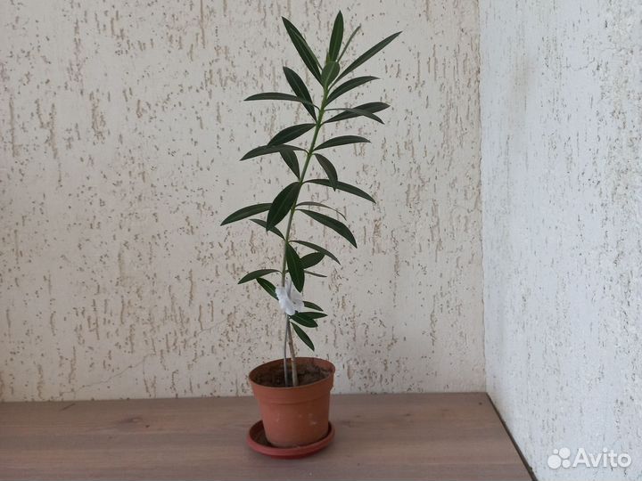 Олеандр ароматный