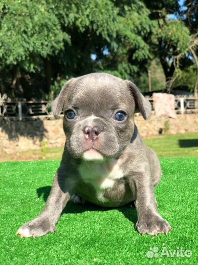 Французский бульдог щенки лиловый красный