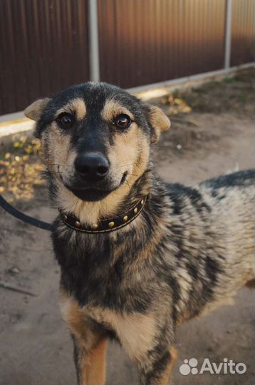 Семейная собака для дома