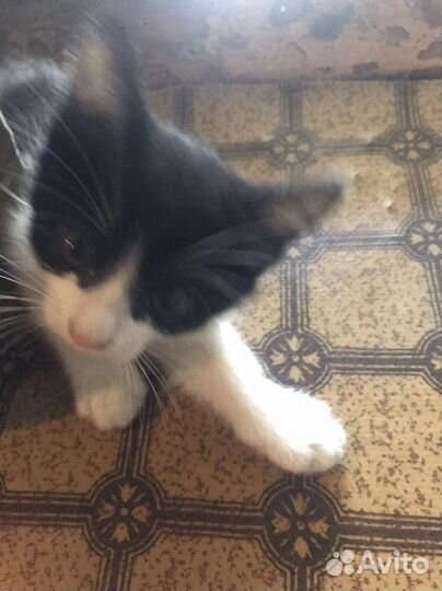 Котенок в добрые руки
