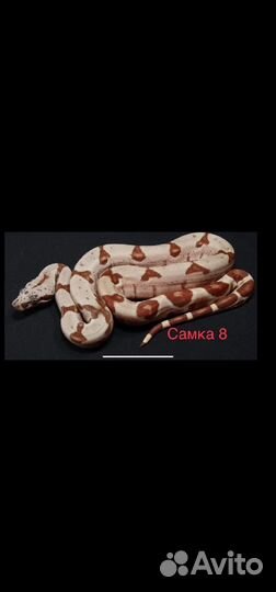 Императорский удав, маисовый полоз