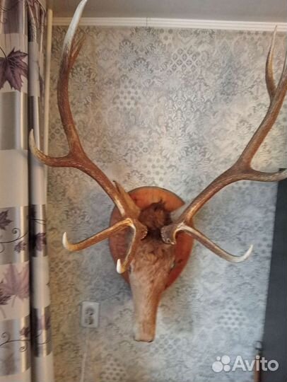 Рога оленя