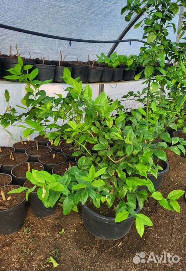 Саженцы лимона