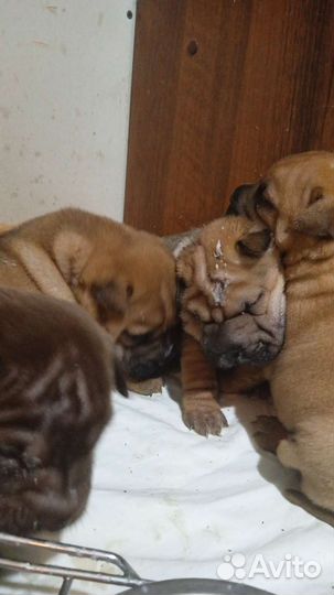 Щенки мини шарпея