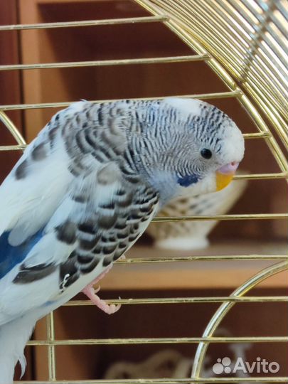 Птенцы Волнистые попугаи