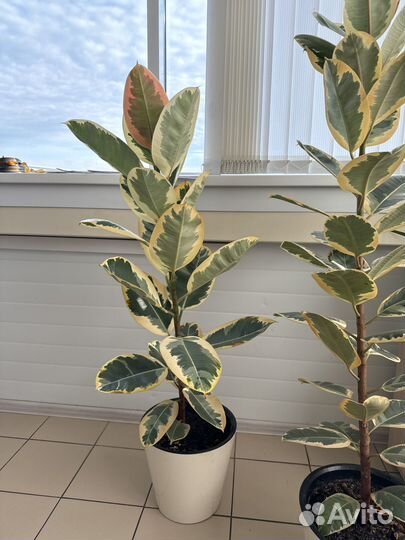 Фикус Бенджамина