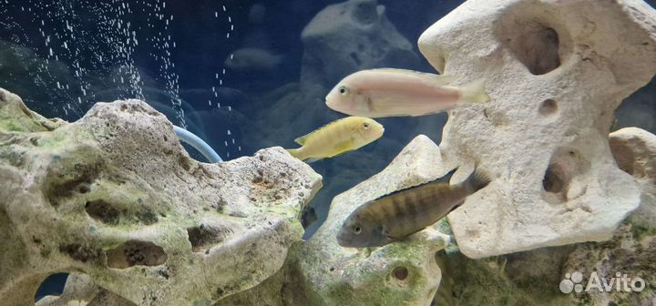 Рыба Цихлиды еллоу