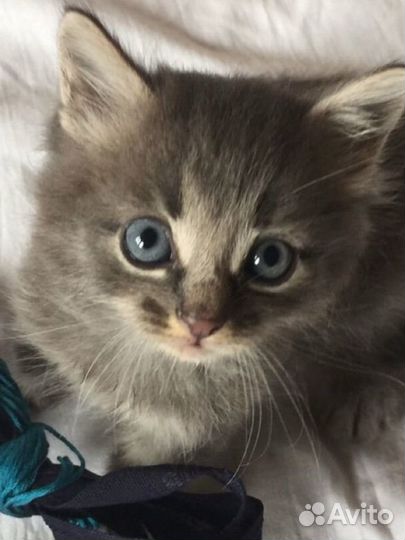 Котик 1 месяц