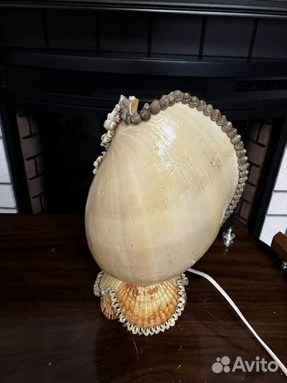 Ракушка морская большая