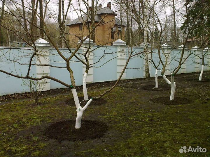 Обрезка плодовых деревьев