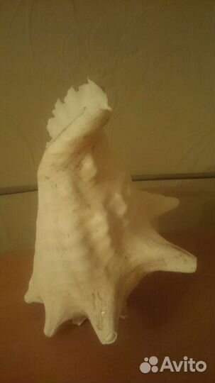 Ракушка морская большая