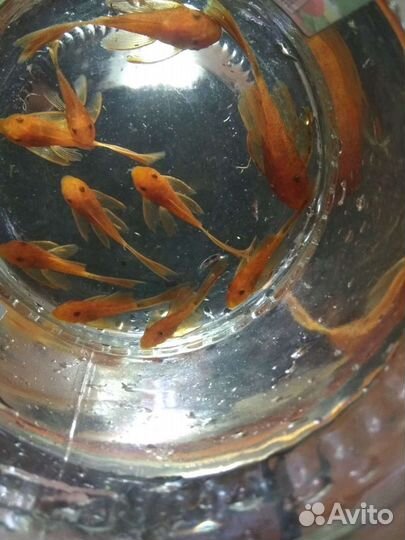 Анциструс супер Ред вуалевый подростки