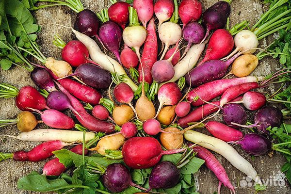 Семена редиса