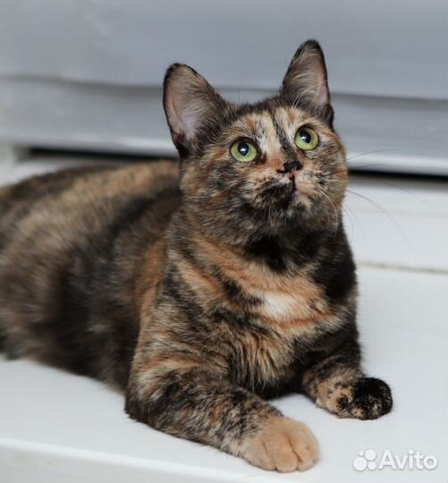 Ласковая трехцветная кошка Мия ищет дом