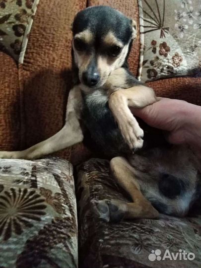 Тойтерьеры