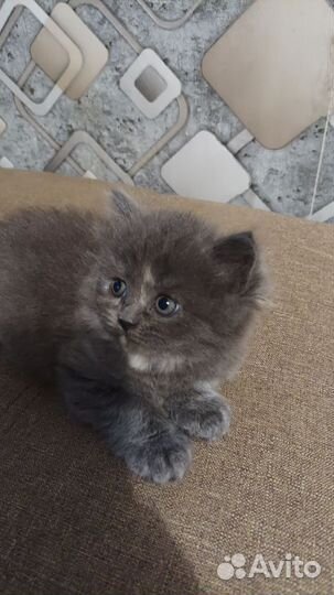 Британские котята