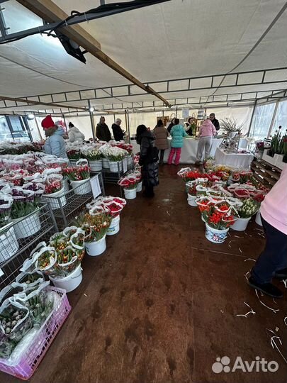 Тюльпаны весь март