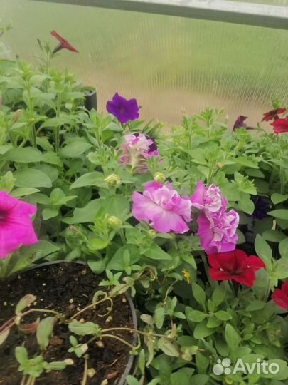 Тайдал, петунии, калебрахоа