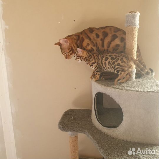 Бенгальская