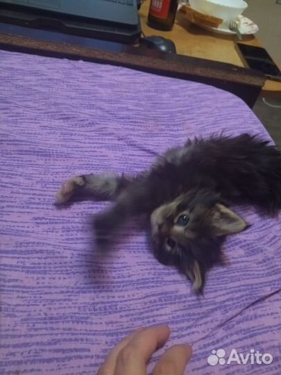 Котята мейн-кун