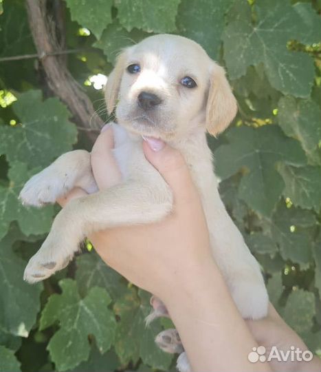 Щенки спаниеля