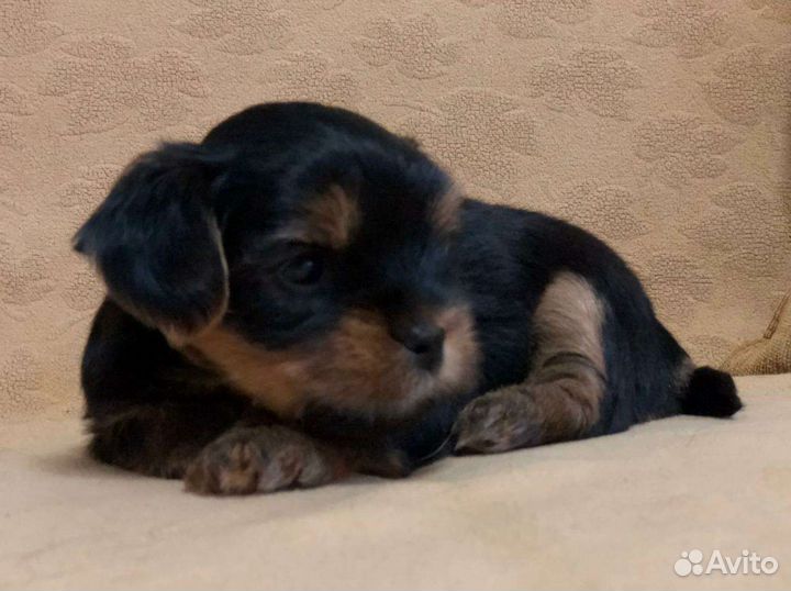 Йоркширский терьер