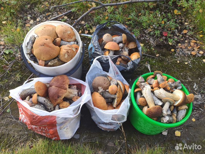 Грибы сушеные