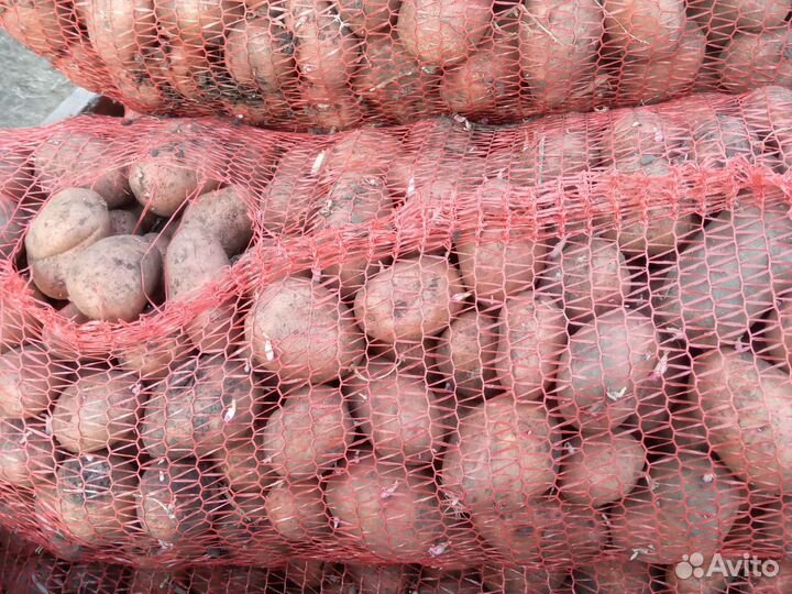 Картофель семена