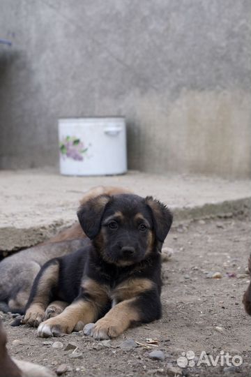 Щенок в добрые руки бесплатно