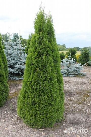 Туя смарагд 2 метра