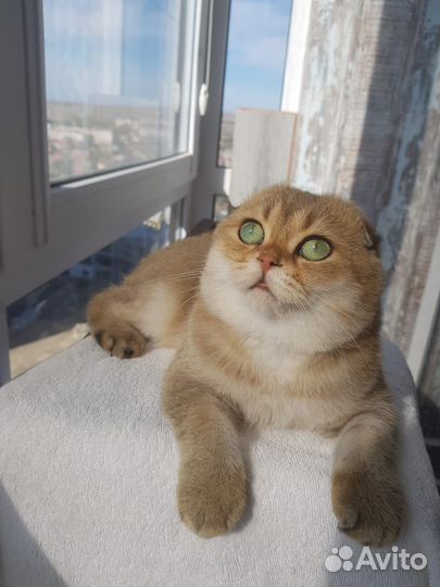 Кот вязка