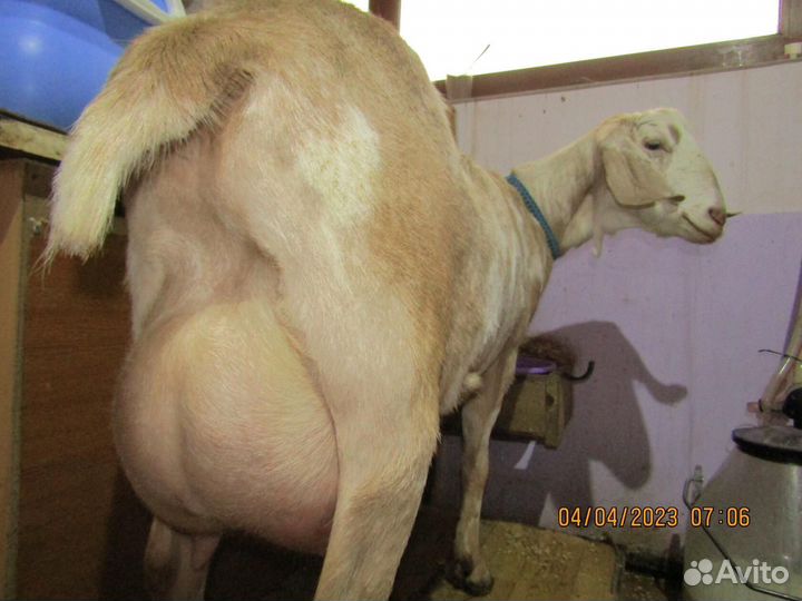 Коза нубийская