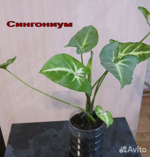 Комнатные растения (цветы)