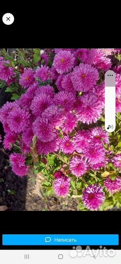 Садовые цветы в ассортименте