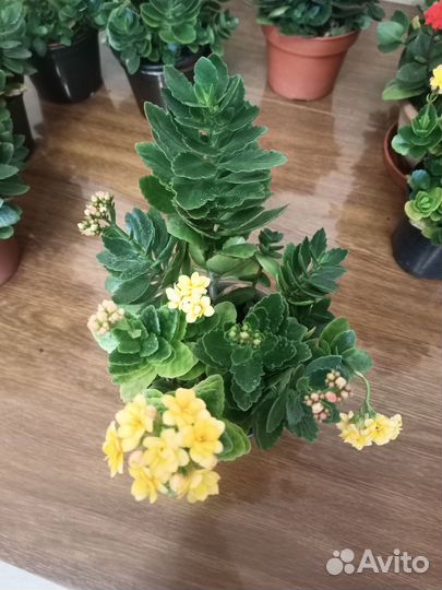 Каланхоэ цветущий