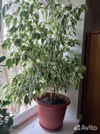 Фикус бенджамина большой