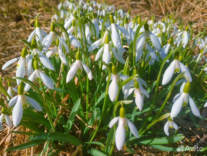 Подснежники, первоцветы, рябчики, ботанич.тюльпаны